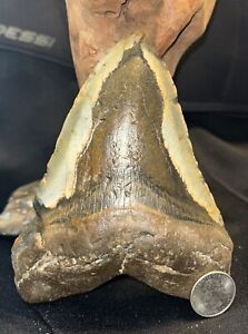 MEGALODON Fossil Giant Shark Teeth All Natural Large 5.95” HUGE COMMERCIAL GRADE