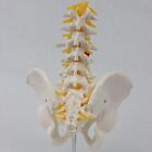 Anatomical Model Of Human Pelvis Skeleton With Detachable Lumbar Vertebrae