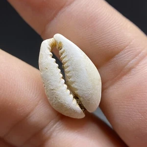 CEL14  ANCIENT  M0ney. Shang dynasty . 商代贝币 - Picture 1 of 8