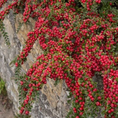 Cotognastro orizzontale 1L - Consigliato anche per giardini rocciosi - Immagine 1 di 3