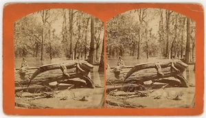 LOUISIANA SV - A Big Alligator - ST Blessing 1880s - Picture 1 of 2