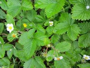 10 Jungpflanzen Walderdbeere Bio-Pflanzen aus meinem Garten - Bild 1 von 1