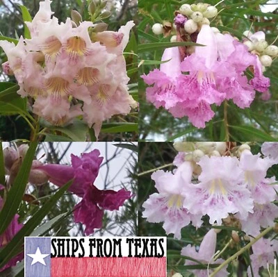 CHILOPSIS LINEARIS, TEXAS DESERT WILLOW, BOW WILLOW, MIMBRE, MXD COLORS! 30 SDS - Image 1 of 4