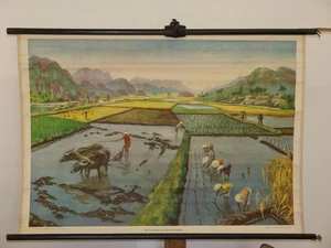 Reisanbau Hinterindien Vietnam Búfalo de Agua Reisfelder ~ 1952 Schulwandbild - Imagen 1 de 3