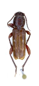 Cerambycidae, Xylotrechus (Turanoclytus) asellus (Thieme, 1881) KAZAKHSTAN, RARE - Picture 1 of 1