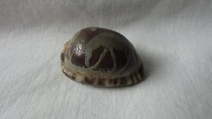 CAMEO COWRIE SHELL Horse approx 4.5cm long freepost - Foto 1 di 4