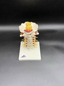 3B Scientific A72 Cervical Human Spinal Column Anatomical Model - Picture 1 of 5