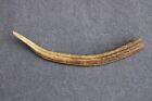 RED DEER ANTLER PART (HORN, RUSTIC, KNIFE,TROPHY,TAXIDERMY, CHEW, HUNTING)
