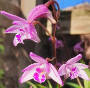Dendrobium Kingianum Orchid - Small Plant 5+ Canes - Picture 1 of 5