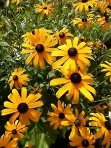 15Youn Plants - Black Eyed Susan Flower July through Oct Perennial - Deer Proof - Picture 1 of 6