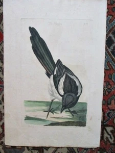 Antike GRAVUR, The MAGPIE, Barlow, P.Mazell, um 1780, Folio Größe - Bild 1 von 5