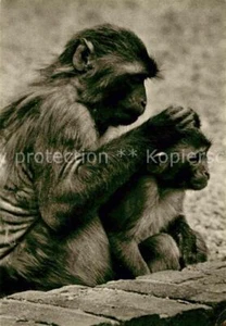 72792096 monos - Imagen 1 de 2