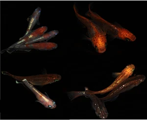 Medaka Eier Collection, 50 Eier, Reisfische, Oryzias latipes. - Bild 1 von 5