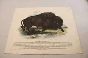 1840 Antique Color ANIMAL Print ~ AMERICAN BISON (Buffalo) - Picture 1 of 1