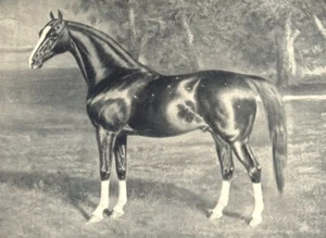 ARAB STALLION. "Mesaoud"; Sire, Aziz; Dam, Yemama. Wilfrid Scawen Blunt 1912 - Picture 1 of 1
