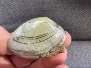 Rare Polished Fossil Bivalve Scunthorpe, Cardinia sp, Jurassic, England. - Picture 1 of 4