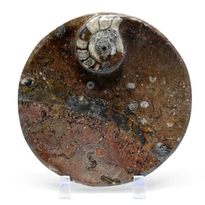 4.5" Round-Shaped Orthoceras Ammonite Bowl Fossilized Ortho Seashell Dish Moroco - Picture 1 of 4