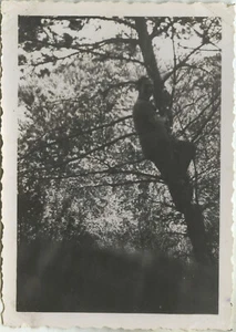 PHOTO ANCIENNE - VINTAGE SNAPSHOT - HOMME PERCHÉ ARBRE GRIMPER SILHOUETTE - TREE - Foto 1 di 1
