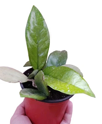 pianta vera di Hoya carnosa fiori di cera succulenta pendente - Immagine 1 di 4