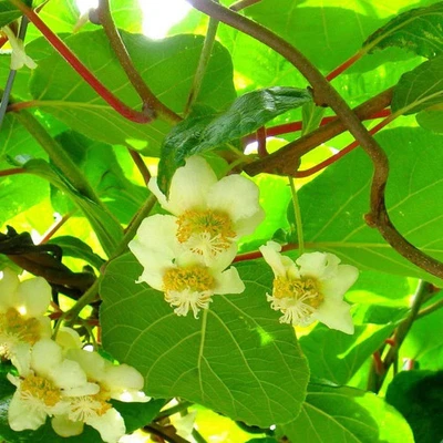 MESARBUSTES.COM Actinidia chinensis ‘Tomuri’ * - Kiwi mâle pollinisateur