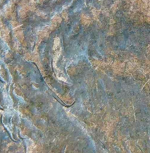 1990 D Lincoln Cent Double Ear - Bild 1 von 3