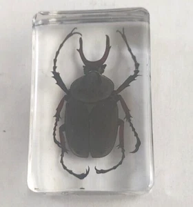 Real Insect Specimen Bug in Resin Entomology Beetle - Picture 1 of 1