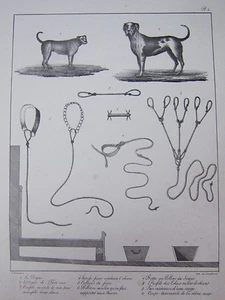 GRAVURE XIXéme  CHASSES et PIÈGES CHIENS DOGUE COLLIER HARDE  POUR 6 CHIENS - Picture 1 of 1