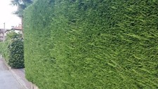 CHAMAECYPARIS LAWSONIANA OFFERTA 40 PIANTE Cipresso di Lawson