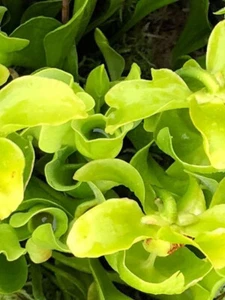Carnivorous Plant Seeds - 10 GREEN Purple Pitcher Plant - Picture 1 of 1