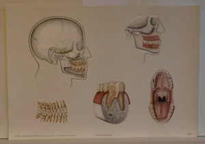 Wandbild Das menschliche Gebiss Dental Zahnarzt 92x64cm Poster vintage 1966 - Bild 1 von 2