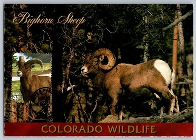 #4198e Alpine Tundra Bighorn Sheep FDC Maxi Card - Image 1 of 2