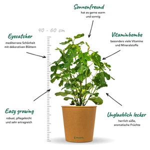 Feige "Fiete" ca. 50 cm Feigenbaun Ficus carica - Bild 1 von 5