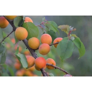 Dwarf Moorpark Apricot Tree – Bare Root, 3–4 ft., 2-Year-Old, Sweet Fruit - Picture 1 of 5