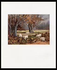 CLUMBER SPANIEL RARE OLD ANTIQUE BOOKPLATE DOG PRINT Artist REUBEN WARD BINKS - Picture 1 of 1