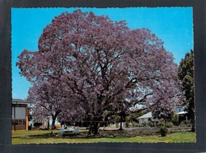 F0975 Australia Jacaranda Tree In Bloom MV postcard - Picture 1 of 2