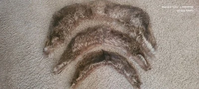 DE COLECCIÓN 3 COLLARES DE PIEL DE MAPACHE-48", 36" Y 26" Foto 1 de 4