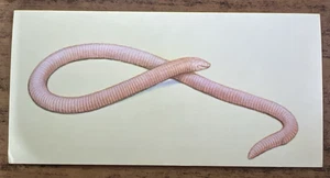 Vintage - 1962 - Gelles Widmer - Reptile CARD -27. Worm Lizard - Picture 1 of 2
