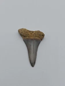 Diente de tiburón fósil Jaekelotodus trigonalis - Ucrania, en buen estado - Imagen 1 de 4