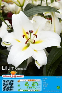 @ (◕‿◕)\\@ Lilium Baumlilie Hybridlilie " Cocossa " duftend Liefertermin - Bild 1 von 1