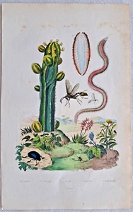 Euphorbia Kaktus Blauer Schwalbenwurzkäfer Stahlstich handkoloriert 1836 Guerin - Bild 1 von 3