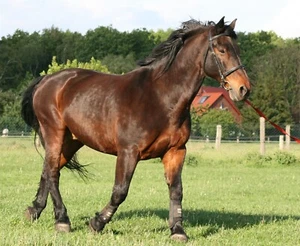 Latvian Horse Breed GLOSSY POSTER PICTURE PHOTO PRINT BANNER 12898 - Picture 1 of 1