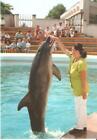 CMI1102 rumunia constanta wather show delfin delfinarium fauna zwierzę pocztówka