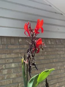 GIANT RED KING CANNA (1) Rhizome 7-8 Ft~Green Leaves - Picture 1 of 5