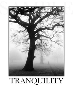 TRANQUILITY Quadro Ispirazione (8X10) Nuova Foto Stampa Fine Art Bianco e Nero - Foto 1 di 2
