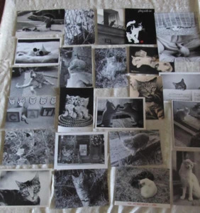 Paket Aus 24 CPM Postkarten Katzen Kätzchen Fotografien Schwarz und Weiß - Bild 1 von 5