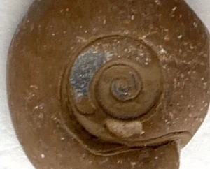 Gastropode Fossil Schnecke Florida Natur Strand Stein mit Calcit Kristallen USA - Bild 1 von 17