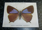 Wills (LARGE) - Butterflies &amp; Moths No16 - Purple Hairstreak Butterfly