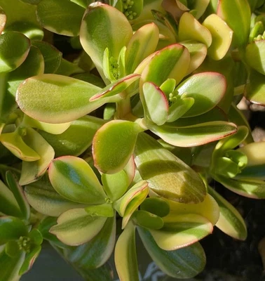 Crassula Ovata Variegata Rare Succulent Variegated Jade Lemon n Lime Cutting 3” - Image 1 of 4