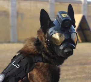 K-9 Dog Tactical Helmet P/N: W-K9H Blunt Impact and Knife Slash Protection - Picture 1 of 3