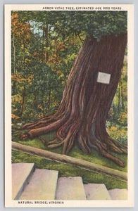 Arbor Vitae Tree Natural Bridge Virginia Rockbridge County Linen Postcard - Picture 1 of 2